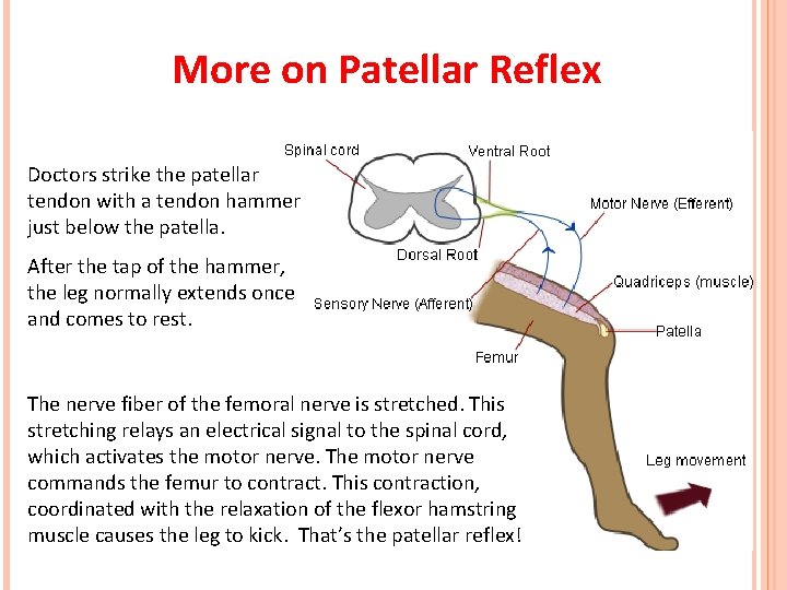 More on Patellar Reflex Doctors strike the patellar tendon with a tendon hammer just More on Patellar Reflex Doctors strike the patellar tendon with a tendon hammer just