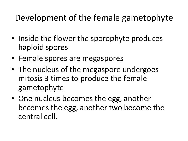 Development of the female gametophyte • Inside the flower the sporophyte produces haploid spores