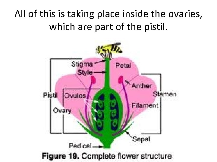 All of this is taking place inside the ovaries, which are part of the