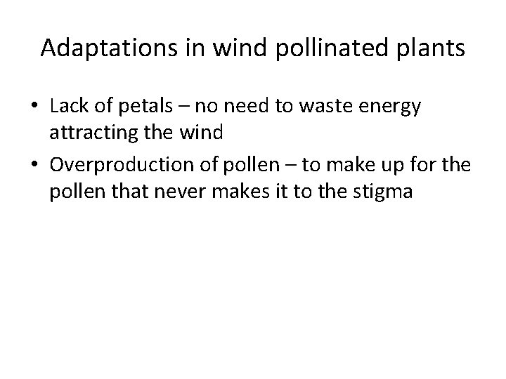 Adaptations in wind pollinated plants • Lack of petals – no need to waste