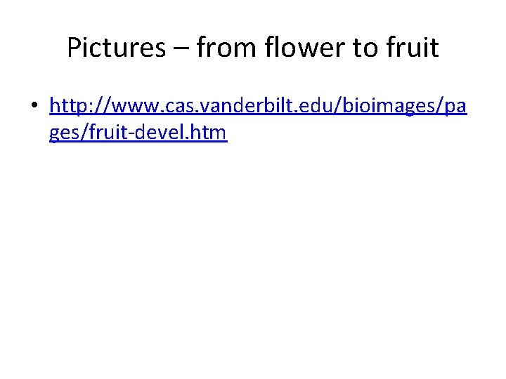 Pictures – from flower to fruit • http: //www. cas. vanderbilt. edu/bioimages/pa ges/fruit-devel. htm