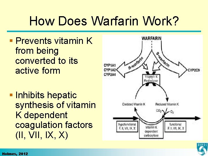 How Does Warfarin Work? § Prevents vitamin K from being converted to its active