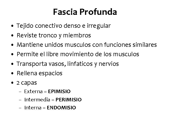 Fascia Profunda • Tejido conectivo denso e irregular • Reviste tronco y miembros •