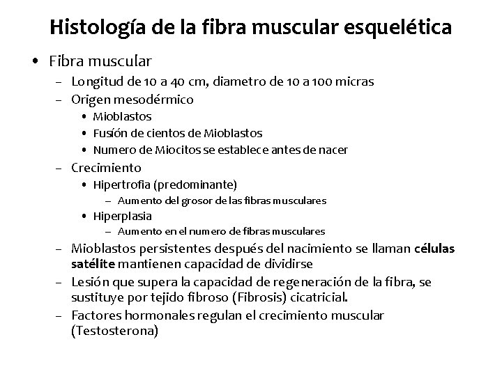 Histología de la fibra muscular esquelética • Fibra muscular – Longitud de 10 a