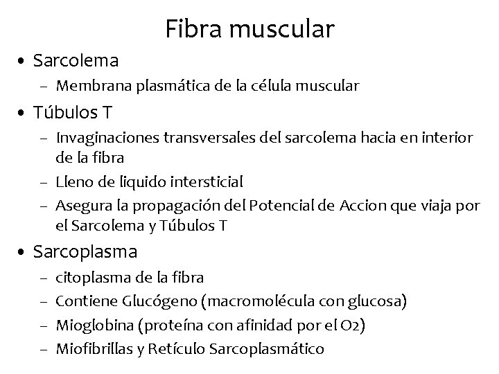 Fibra muscular • Sarcolema – Membrana plasmática de la célula muscular • Túbulos T