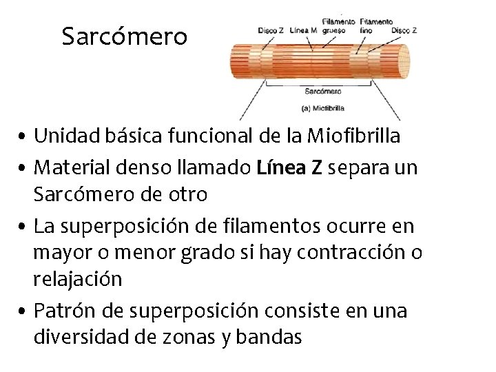Sarcómero • Unidad básica funcional de la Miofibrilla • Material denso llamado Línea Z
