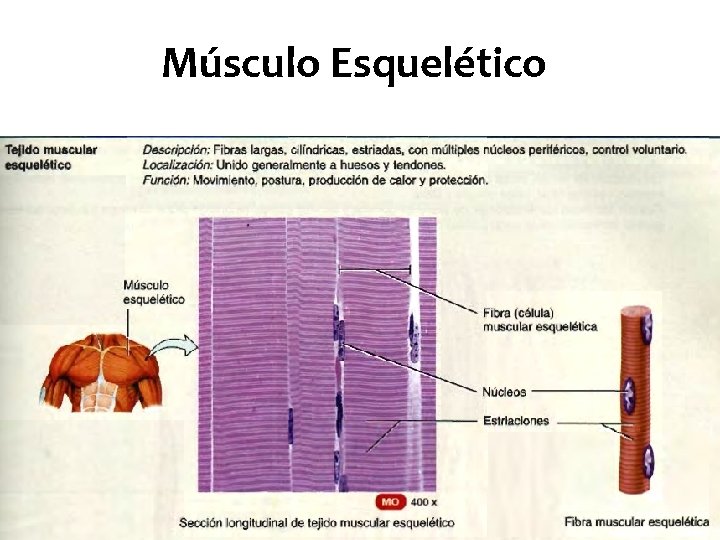 Músculo Esquelético 