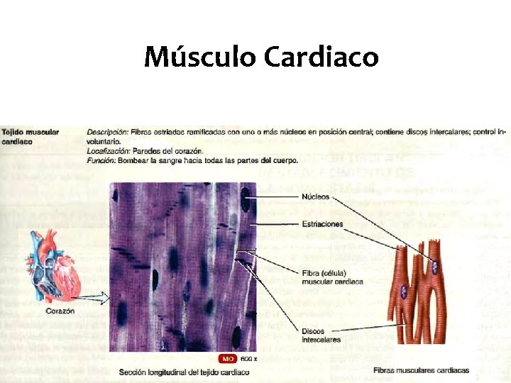 Músculo Cardiaco 