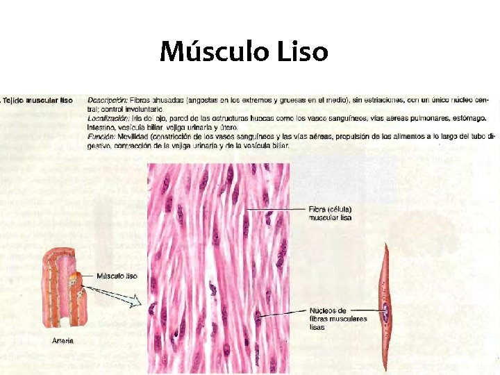 Músculo Liso 