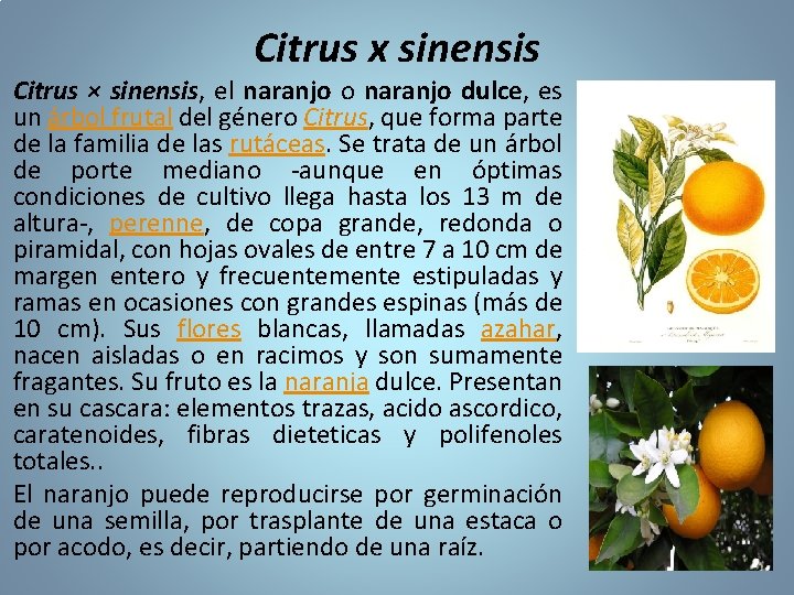 Citrus x sinensis Citrus × sinensis, el naranjo o naranjo dulce, es un árbol