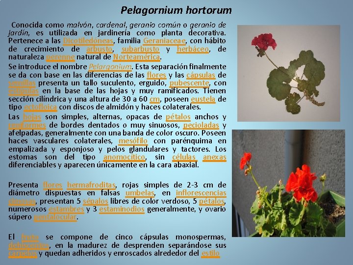 Pelagornium hortorum Conocida como malvón, cardenal, geranio común o geranio de jardín, es utilizada