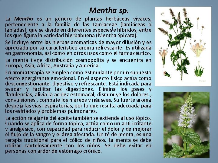 Mentha sp. La Mentha es un género de plantas herbáceas vivaces, perteneciente a la