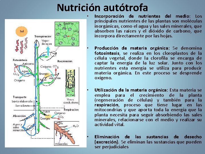 Nutrición autótrofa • Incorporación de nutrientes del medio: Los principales nutrientes de las plantas