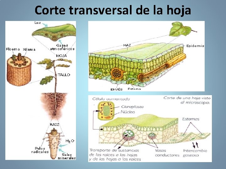 Corte transversal de la hoja 