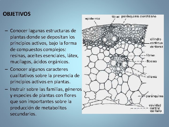 OBJETIVOS – Conocer lagunas estructuras de plantas donde se depositan los principios activos, bajo