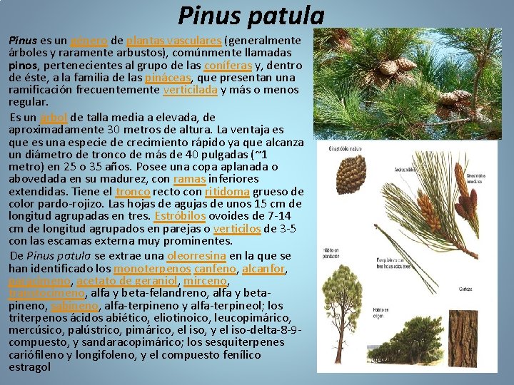 Pinus patula Pinus es un género de plantas vasculares (generalmente árboles y raramente arbustos),