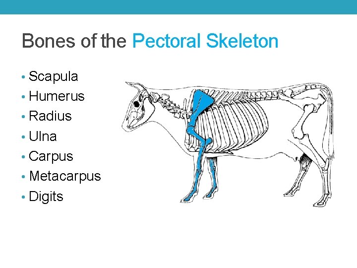Bones of the Pectoral Skeleton • Scapula • Humerus • Radius • Ulna •