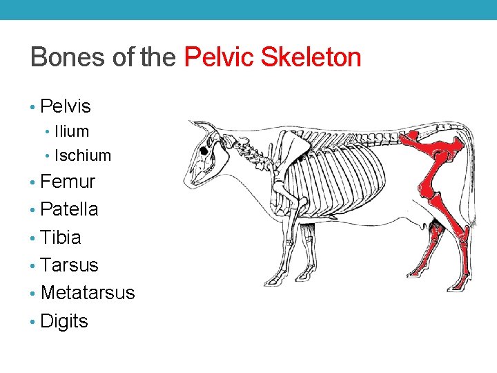 Bones of the Pelvic Skeleton • Pelvis • Ilium • Ischium • Femur •