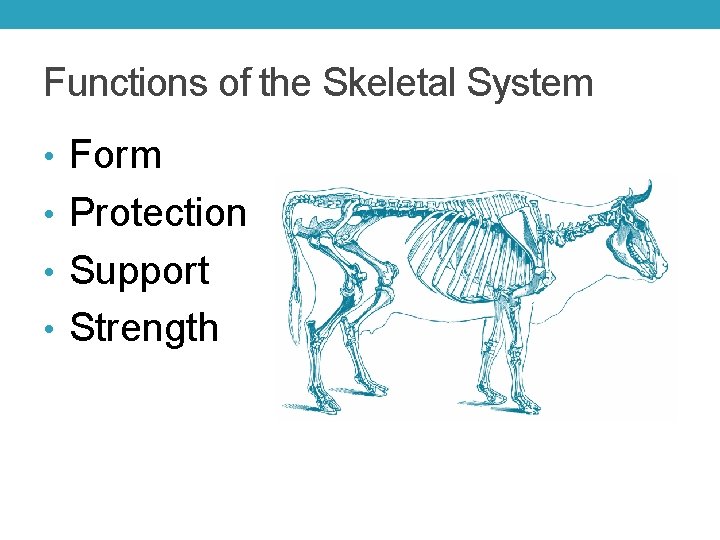 Functions of the Skeletal System • Form • Protection • Support • Strength 