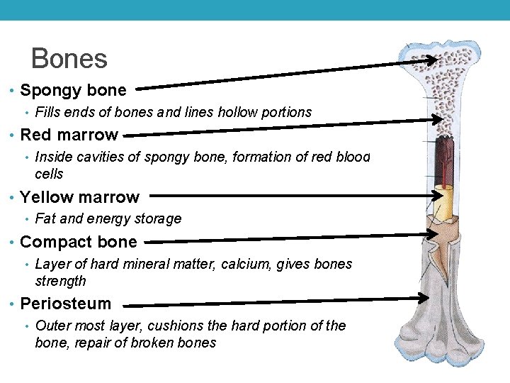 Bones • Spongy bone • Fills ends of bones and lines hollow portions •