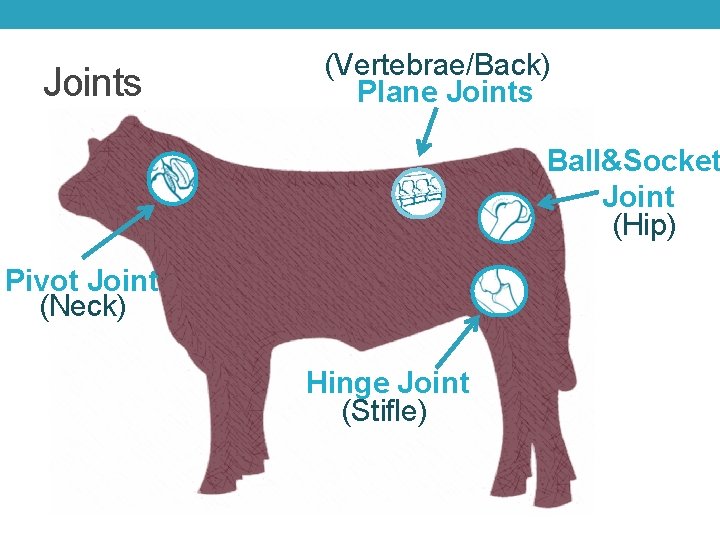 Joints (Vertebrae/Back) Plane Joints Ball&Socket Joint (Hip) Pivot Joint (Neck) Hinge Joint (Stifle) 
