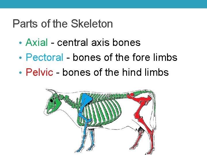 Parts of the Skeleton • Axial - central axis bones • Pectoral - bones