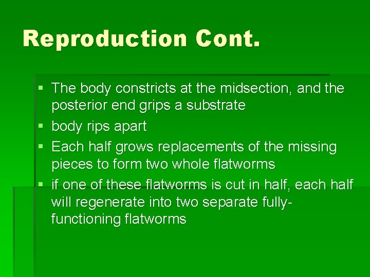 Reproduction Cont. § The body constricts at the midsection, and the posterior end grips