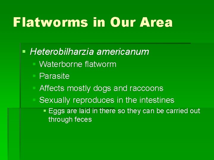 Flatworms in Our Area § Heterobilharzia americanum § Waterborne flatworm § Parasite § Affects