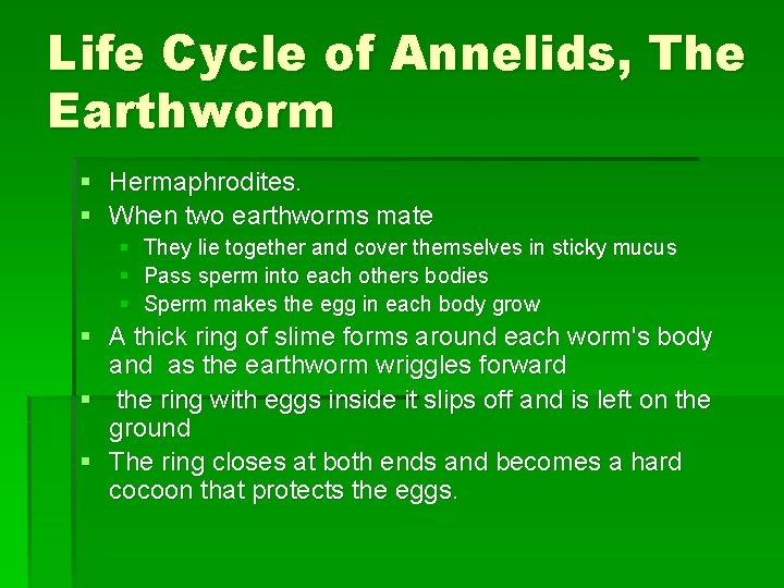 Life Cycle of Annelids, The Earthworm § Hermaphrodites. § When two earthworms mate §