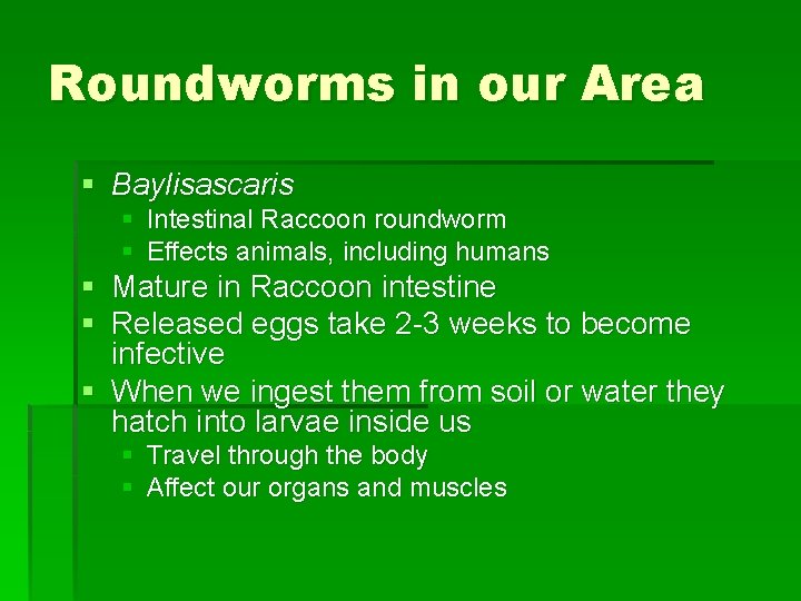Roundworms in our Area § Baylisascaris § Intestinal Raccoon roundworm § Effects animals, including