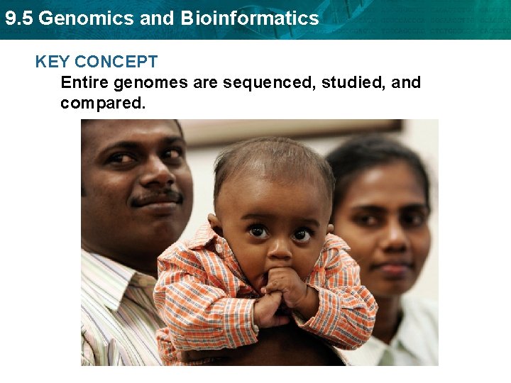 9. 5 Genomics and Bioinformatics KEY CONCEPT Entire genomes are sequenced, studied, and compared.