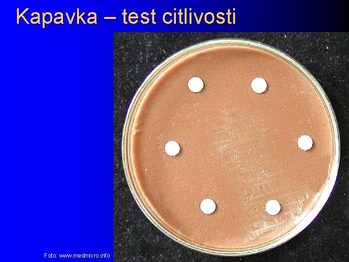 Kapavka – test citlivosti Foto: www. medmicro. info 