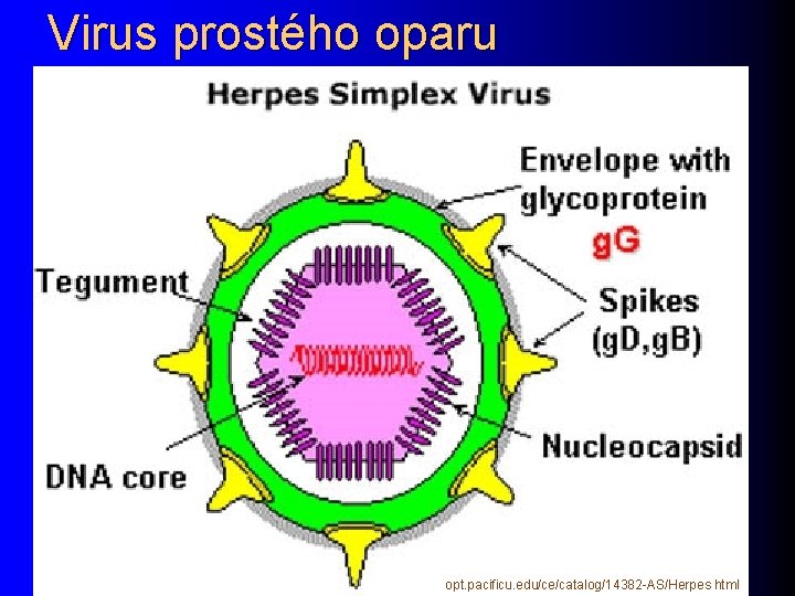 Virus prostého oparu opt. pacificu. edu/ce/catalog/14382 -AS/Herpes. html 