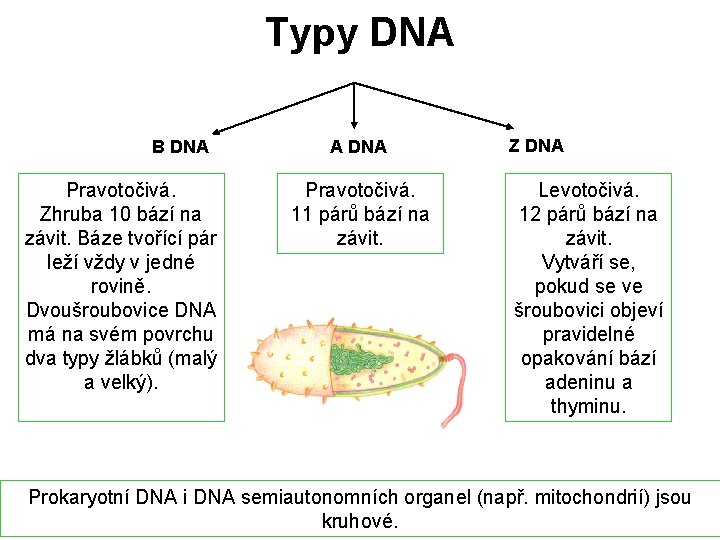 Typy DNA B DNA Pravotočivá. Zhruba 10 bází na závit. Báze tvořící pár leží