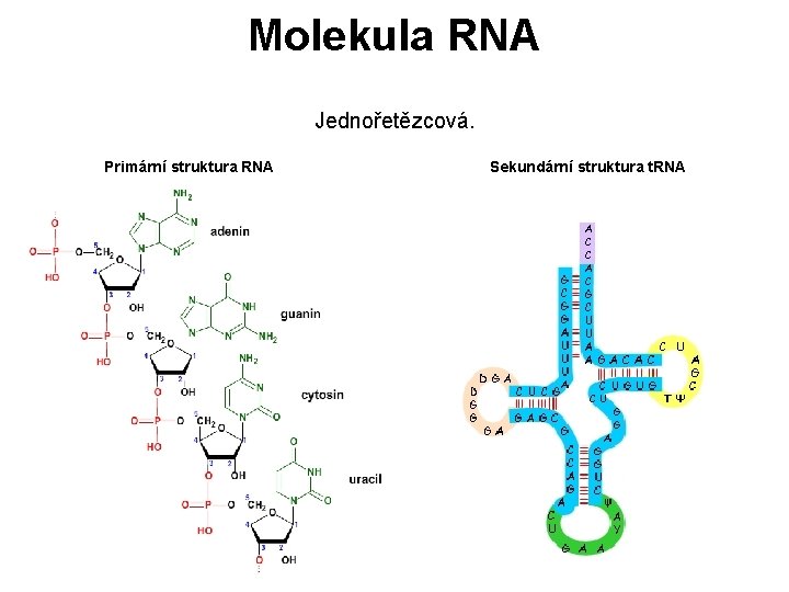 Molekula RNA Jednořetězcová. Primární struktura RNA Sekundární struktura t. RNA 