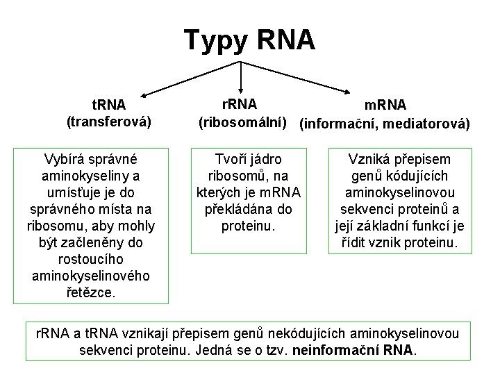 Typy RNA t. RNA (transferová) Vybírá správné aminokyseliny a umísťuje je do správného místa