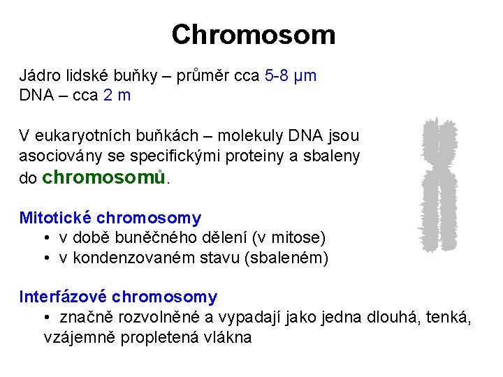 Chromosom Jádro lidské buňky – průměr cca 5 -8 μm DNA – cca 2