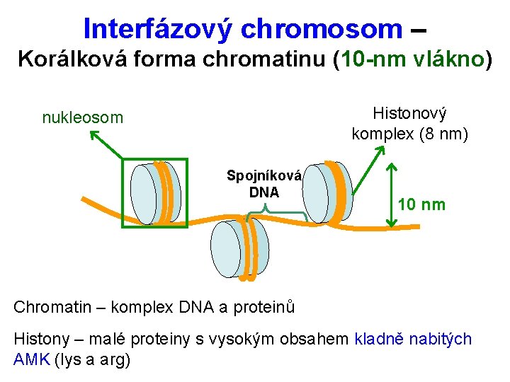 Interfázový chromosom – Korálková forma chromatinu (10 -nm vlákno) Histonový komplex (8 nm) nukleosom