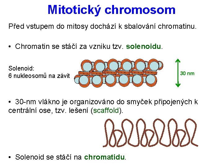 Mitotický chromosom Před vstupem do mitosy dochází k sbalování chromatinu. • Chromatin se stáčí