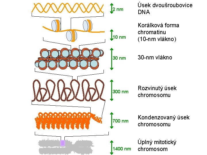 2 nm 10 nm Úsek dvoušroubovice DNA Korálková forma chromatinu (10 -nm vlákno) 30
