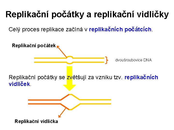 Replikační počátky a replikační vidličky Celý proces replikace začíná v replikačních počátcích. Replikační počátek