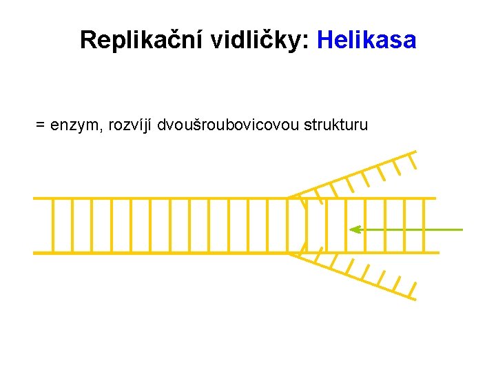 Replikační vidličky: Helikasa = enzym, rozvíjí dvoušroubovicovou strukturu 