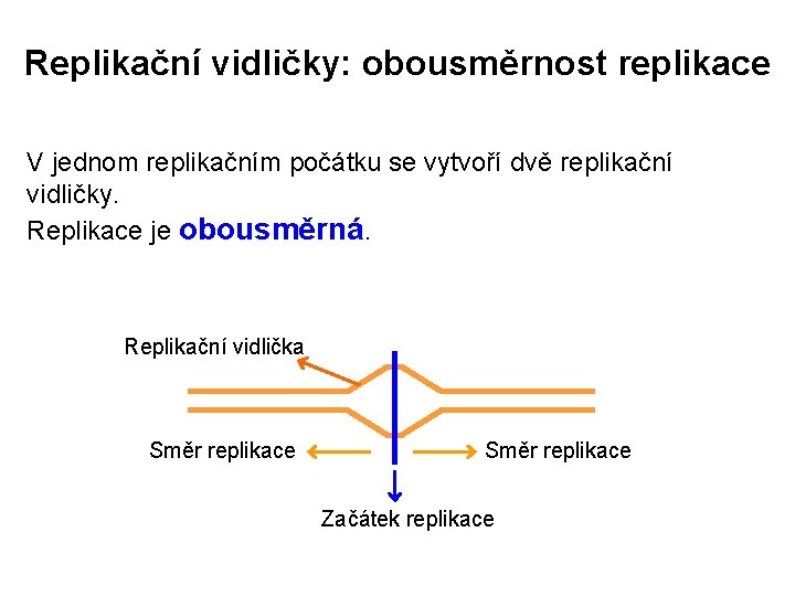 Replikační vidličky: obousměrnost replikace V jednom replikačním počátku se vytvoří dvě replikační vidličky. Replikace