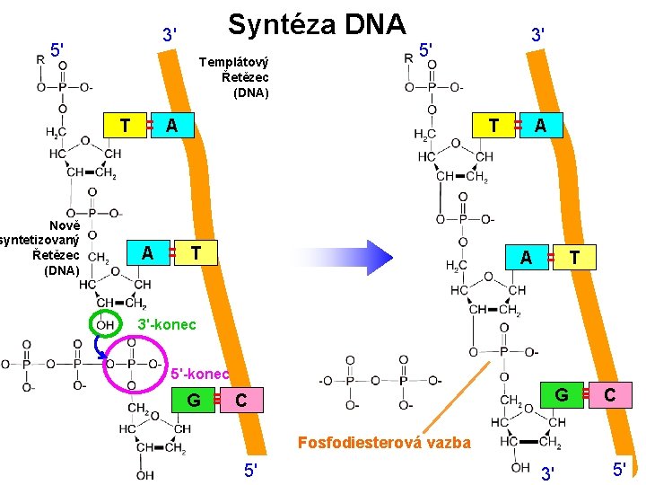5' Nově syntetizovaný Řetězec (DNA) Syntéza DNA 3' Templátový Řetězec (DNA) T 5' T