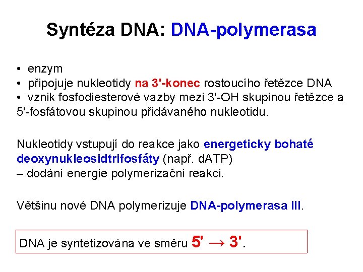 Syntéza DNA: DNA-polymerasa • enzym • připojuje nukleotidy na 3'-konec rostoucího řetězce DNA •