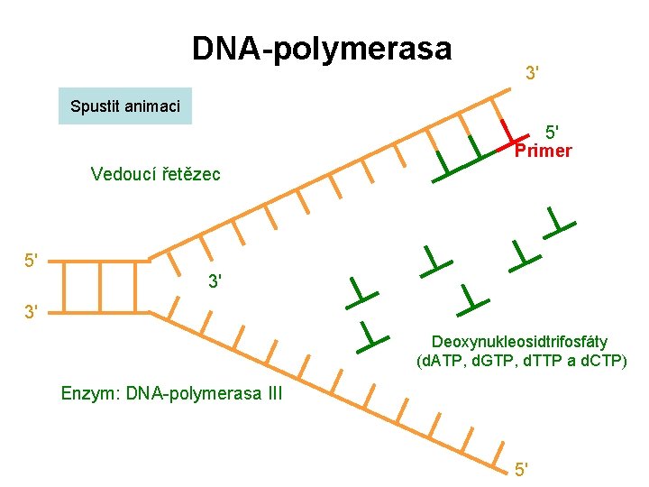 DNA-polymerasa 3' Spustit animaci 5' Primer Vedoucí řetězec 5' 3' 3' Deoxynukleosidtrifosfáty (d. ATP,