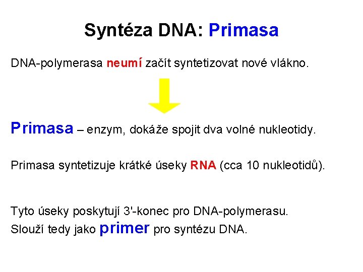 Syntéza DNA: Primasa DNA-polymerasa neumí začít syntetizovat nové vlákno. Primasa – enzym, dokáže spojit