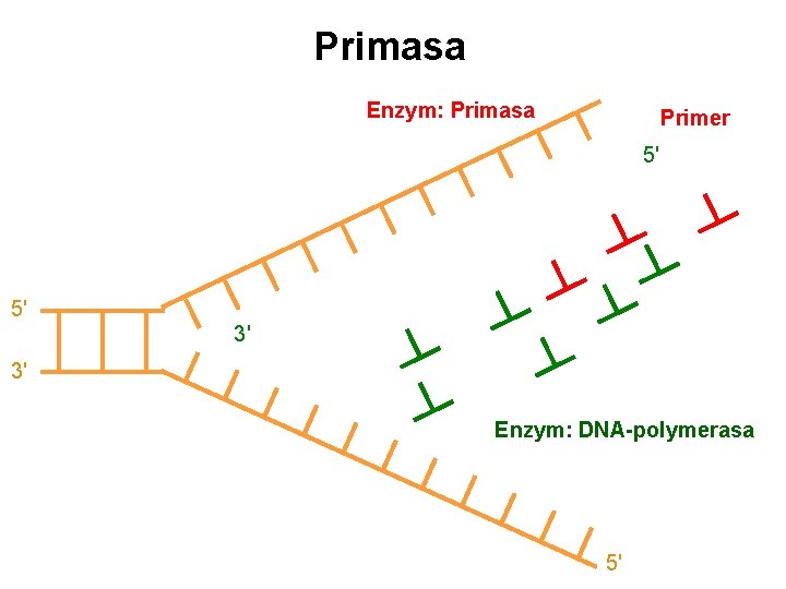 Primasa Enzym: Primasa Primer 5' 5' 3' 3' Enzym: DNA-polymerasa 5' 