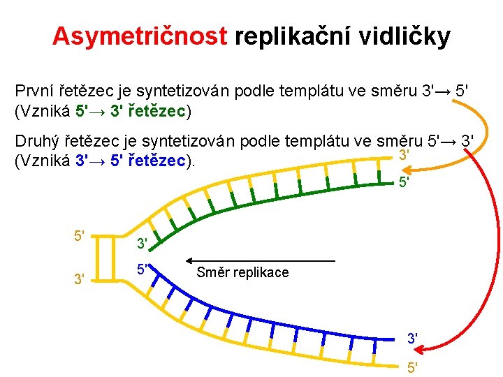 Asymetričnost replikační vidličky První řetězec je syntetizován podle templátu ve směru 3'→ 5' (Vzniká