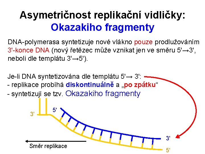 Asymetričnost replikační vidličky: Okazakiho fragmenty DNA-polymerasa syntetizuje nové vlákno pouze prodlužováním 3'-konce DNA (nový